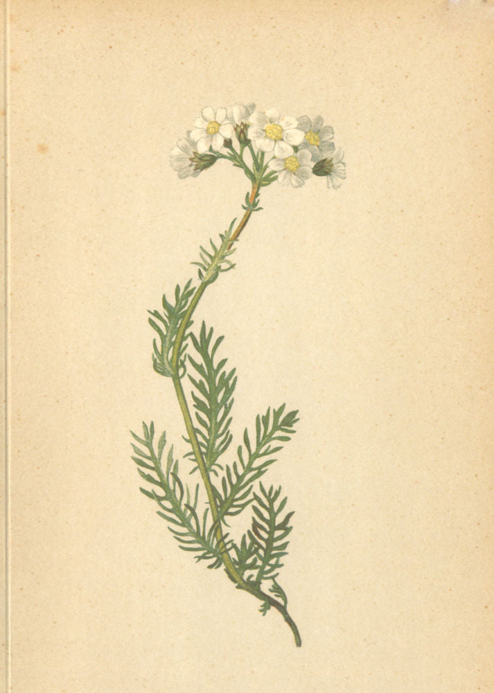 ALPENFLORA ALPINE FLOWERS. Achillea moschata Wulf-Bisamschafgarbe 1897 print